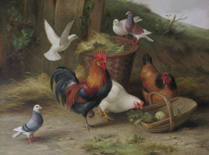 Chickens and doves by a wicker basket and trug